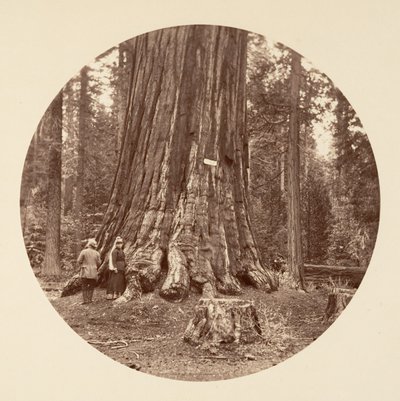 The Pride of the Forest - Calaveras Grove, ca. 1878. av Carleton Emmons Watkins