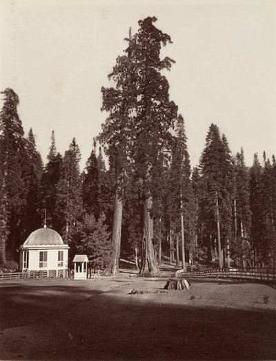 The Sentinel, 315 fot, 1865-66, trykt ca. 1876. av Carleton Emmons Watkins