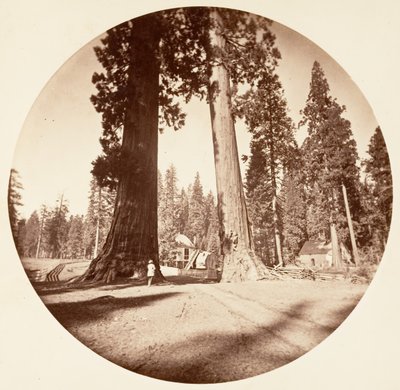 The Sentinels - Calaveras Grove, ca. 1878. av Carleton Emmons Watkins