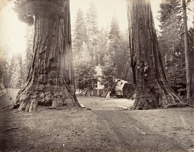 The Sentinels, 315 fot, Yosemite, ca. 1872, trykt ca. 1876. av Carleton Emmons Watkins