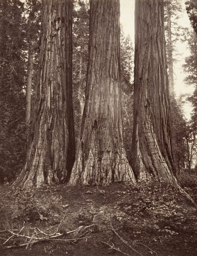 The Three Graces, 272 fot, 1865-66, trykt ca. 1876. av Carleton Emmons Watkins