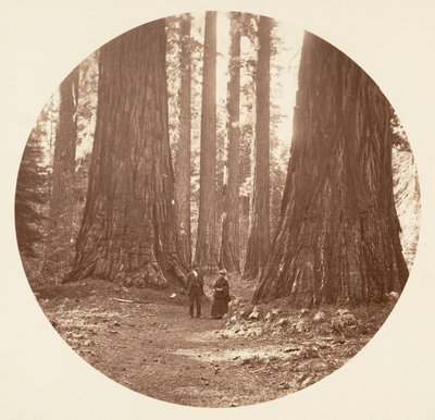 The Three Graces Seen Through the Bryant and Seward Calaveras Grove, ca. 1878. av Carleton Emmons Watkins