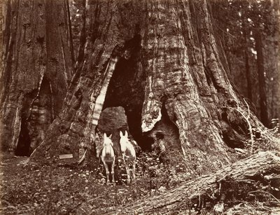 Stativet, 94 fots omkrets, 1865-66, trykt ca. 1876. av Carleton Emmons Watkins