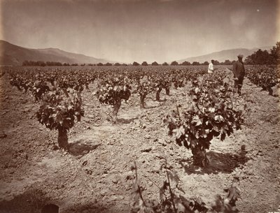 Vineyard of Camulos Ranch, 1876, trykt ca. 1876. av Carleton Emmons Watkins