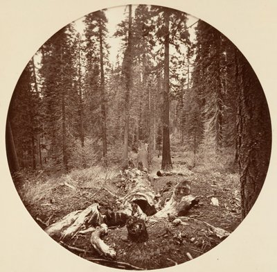[Yosemite nasjonalpark, California], ca. 1878. av Carleton Emmons Watkins