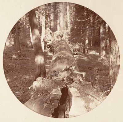 [Yosemite nasjonalpark, California], ca. 1878. av Carleton Emmons Watkins