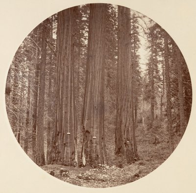 [Yosemite nasjonalpark, California], ca. 1878. av Carleton Emmons Watkins