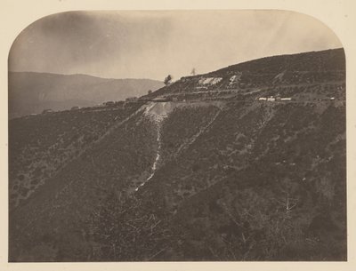 (Pine Tree Mine) av Carleton Watkins