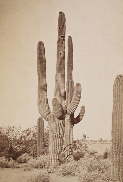  av Carleton Watkins