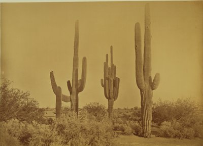  av Carleton Watkins