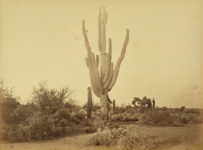  av Carleton Watkins