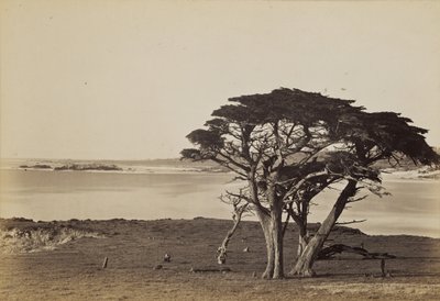  av Carleton Watkins