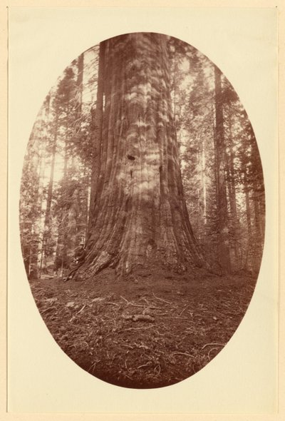 av Carleton Watkins