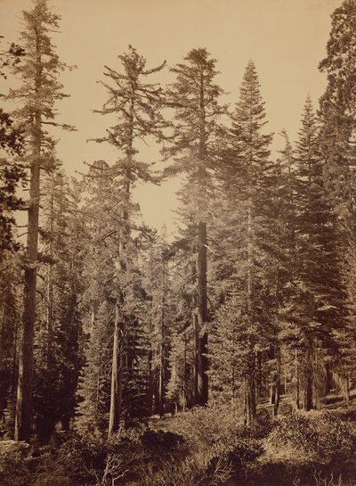  av Carleton Watkins