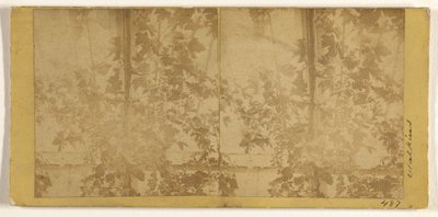 [Vinranker] av Carleton Watkins