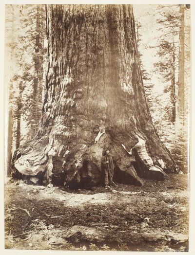 Seksjon av Grizzly Giant med Galen Clark, Mariposa Grove, Yosemite av Carleton Watkins