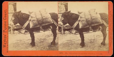 Den eldste innbyggeren på Farallonøyene av Carleton Watkins
