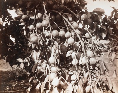  av Carleton Watkins