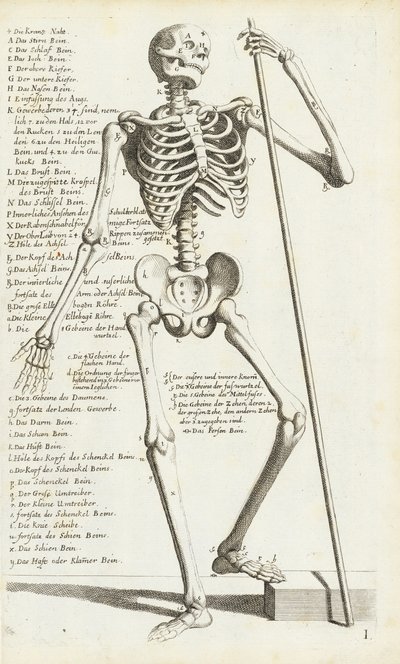 Anatomisk studie av det menneskelige skjelettet av Carlo Cesi av Carlo Cesi