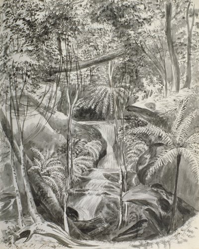 Jungle Study, 1800-tallet av Caroline Louisa Meredith