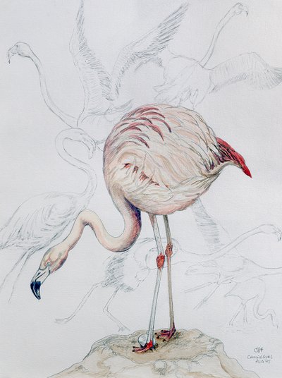 Flamingo (blyant og wc på papir) av Carolyn Hubbard Ford