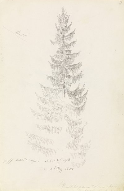 Fichte av Caspar David Friedrich