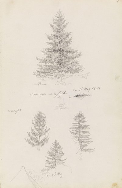 Gran og tre studier av gran av Caspar David Friedrich