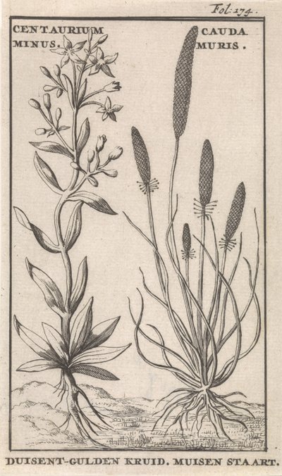 Centaury og musehale Centaurium minus. Cauda MurisDuisent-Guilder Urt. Musehale (tittel på objekt) av Caspar Luyken