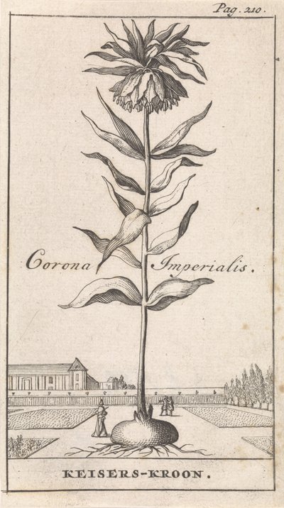 Keiserlig krone Corona Imperialis / Imperial Crown (tittel på objekt) av Caspar Luyken
