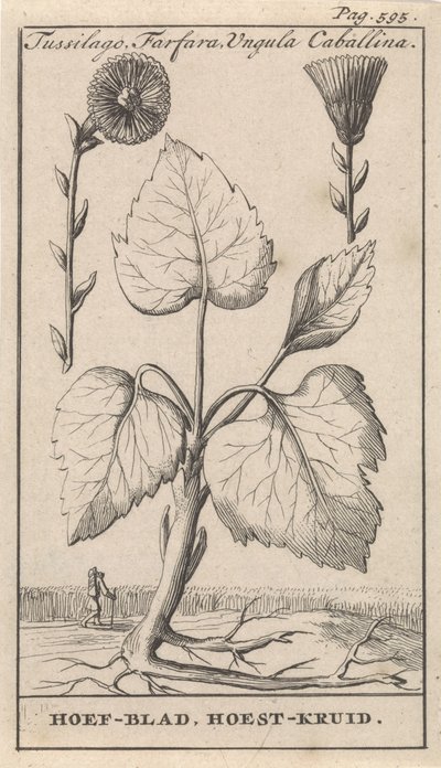 Hesteføl med hosteurt Tussilago, Farfara, Ungula Caballina / hovblad, hosteurt (tittel på objekt) av Caspar Luyken