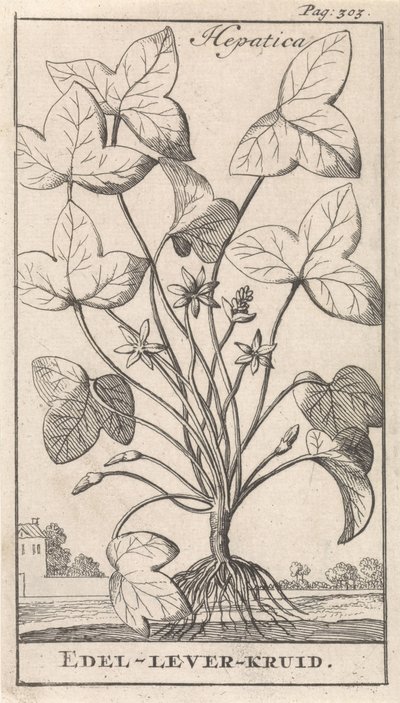 leverurt Hepetica / Noble-Liver-Herb (tittel på objekt) av Caspar Luyken