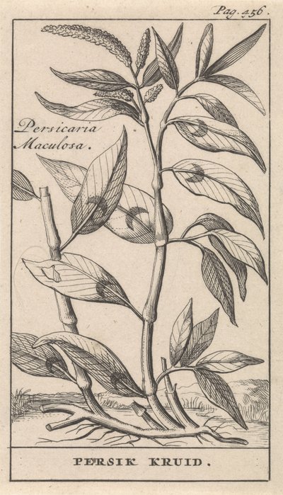 ferskenkrydder Persicaria Maculosa / Persik Herb (tittel på objekt) av Caspar Luyken