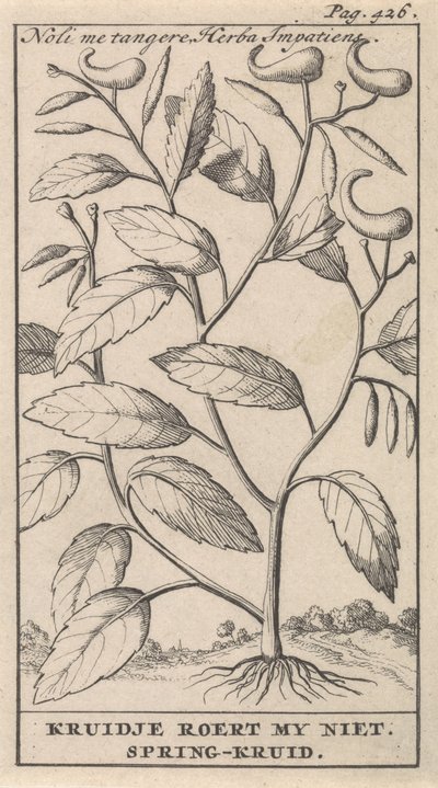 vårurt Noli me tangere, Herba Impatiens / Kruidje rører meg ikke. Vårurt (tittel på objekt) av Caspar Luyken