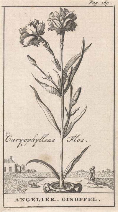 Tittelside og åtte trykk med blomster Anjelier Caryophylleus Flos / Angelier. Ginoffel (tittel på objekt) av Caspar Luyken