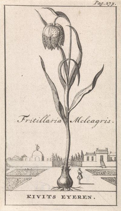 Tittelside og åtte trykk med blomster Kievitsbloem Fritillaria Meleagris / Kivits Eyeren (tittel på objekt) av Caspar Luyken