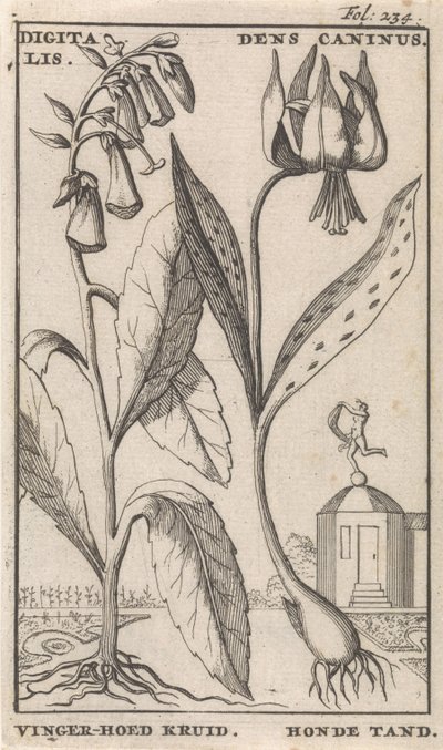 Title Page and Eight Prints with Flowers Vingerhoedskruid en hondstand Digitalis. Dens Caninus / Vinger-hoed Kruid. Honde tand (title on object)   1375958   no       norwegian Successfully Translated  Original: Offer van Isaac Translat: Offer van Isaac 136 av Caspar Luyken