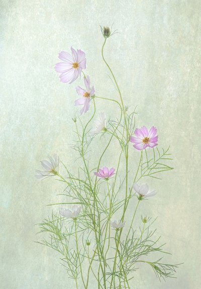 Delikate kosmosblomster av Catherine Wang