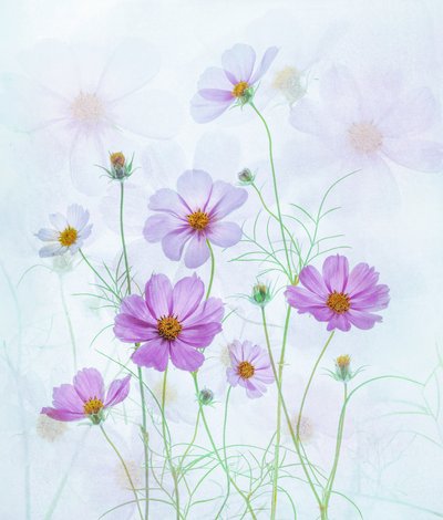 av Catherine Wang