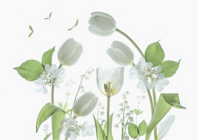 Eteriske hvite tulipaner av Catherine Wang
