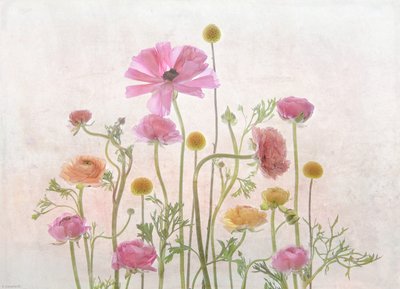Lysrosa ranunkel av Catherine Wang
