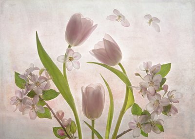 Blomstrende, lyserøde tulipaner av Catherine Wang