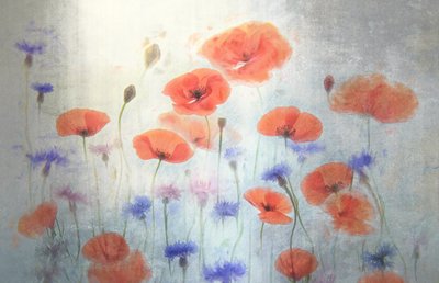Myk valmueeng av Catherine Wang