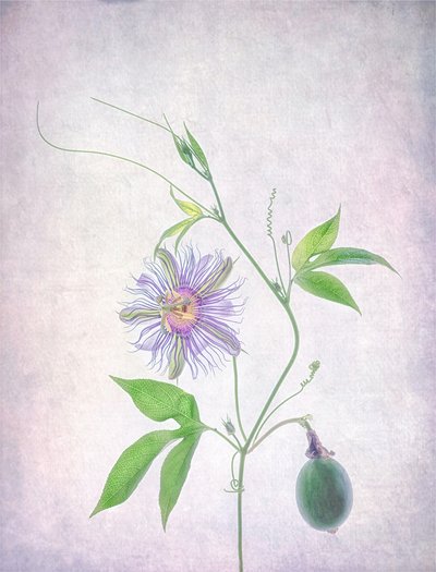 Levende pasjonsblomst av Catherine Wang