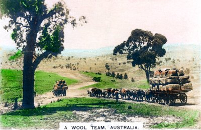 Et ulllag, Australia, c1920-tallet. av Cavenders Ltd