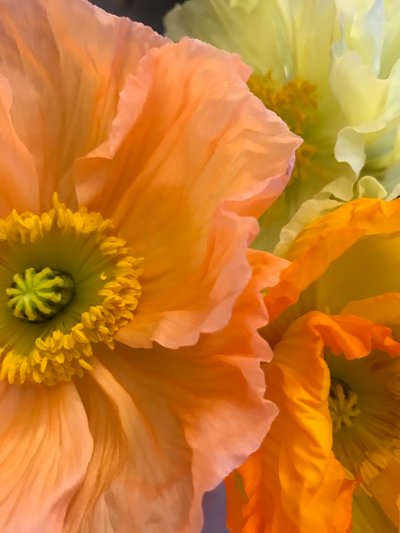 Komposisjon - Blomster, 2019 (foto) av Cécile Jamet