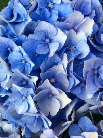 Komposisjon - Blomster, 2019 (foto) av Cécile Jamet