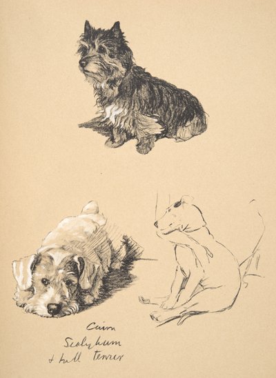 Cairn, Sealyham og Bull Terrier, 1930, Illustrasjoner fra skisseboken hans brukt for Just Among Friends, Aldin, Cecil Charles Windsor (1870-1935), senere utgitt av Eyre og Spottiswoode Limited, 1934 av Cecil Charles Windsor Aldin