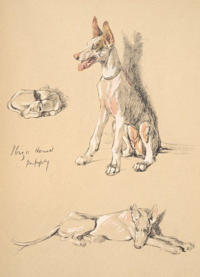 Ibiza Hound Puppy , 1930, illustrasjoner fra skisseboken hans brukt for Just Among Friends, Aldin, Cecil Charles Windsor (1870-1935), senere utgitt av Eyre og Spottiswoode Limited, 1934, Chalk and Ch av Cecil Charles Windsor Aldin