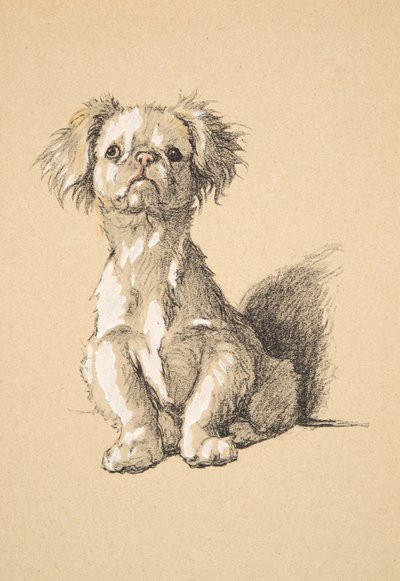 Peke, 1930, Illustrasjoner fra skisseboken hans brukt for Just Among Friends, Aldin, Cecil Charles Windsor (1870-1935), senere utgitt av Eyre og Spottiswoode Limited, 1934, Chalk and Charcoal på papir av Cecil Charles Windsor Aldin