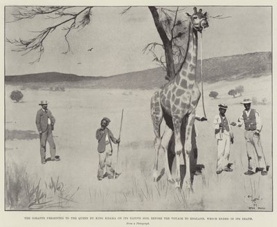 Sjiraffen presentert for dronningen av kong Khama på dens opprinnelige jord før reisen til England, som endte med dens død av Cecil Charles Windsor Aldin